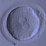 Dansk Fertilitetsklinik